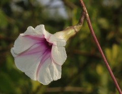 Ipomoea