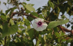 Ipomoea