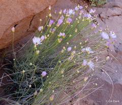 Erigeron utahensis