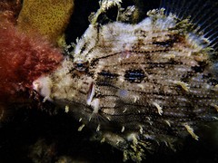 Chaetodermis penicilligerus