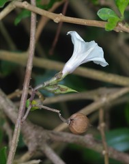 Ipomoea
