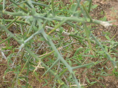 Balanites aegyptiaca