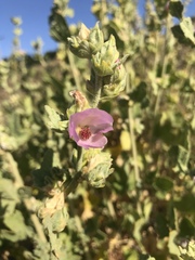 Malacothamnus aboriginum