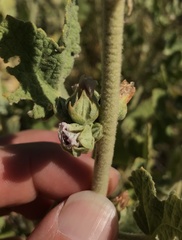 Malacothamnus aboriginum