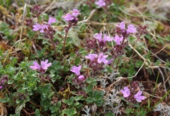 Thymus talijevii paucifolius