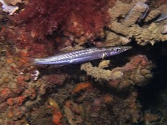 Shortfinned Barracuda photo 4