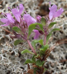 Thymus talijevii paucifolius