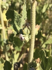 Malacothamnus aboriginum