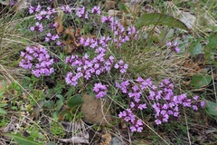 Thymus talijevii paucifolius
