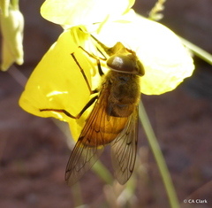 Copestylum haagii