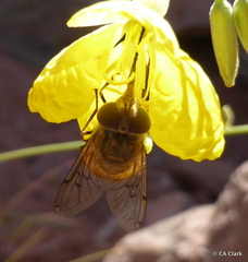 Copestylum haagii