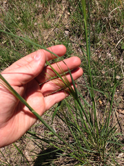 Hesperostipa spartea