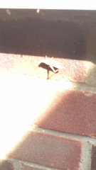 Chorthippus brunneus