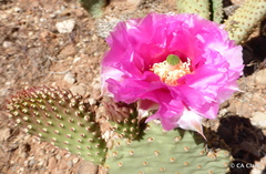 Opuntia aurea