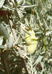 Asphondylia atriplicis