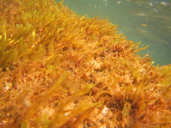 Caulerpa prolifera