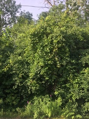 Vitis riparia