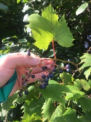 Vitis riparia