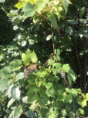 Vitis riparia