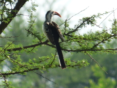 Tockus erythrorhynchus