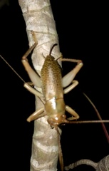Ocellarnaca furcifera
