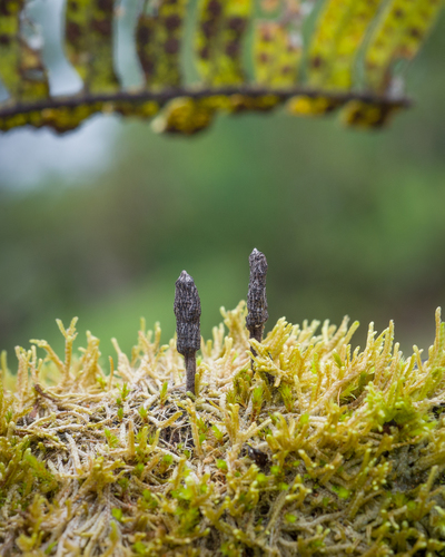 Xylaria apiculata
