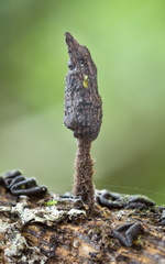 Xylaria apiculata
