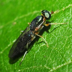 Merosargus caeruleifrons