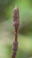 Xylaria apiculata