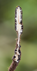 Xylaria apiculata