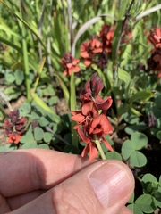 Indigofera procumbens