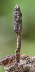 Xylaria apiculata