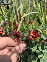 Indigofera procumbens