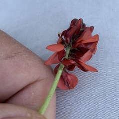 Indigofera procumbens