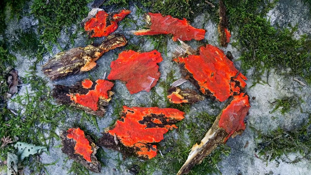 scarlet waxcrust (Spring Fungi of the Greater Washington DC Area ...
