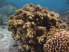 Millepora exaesa