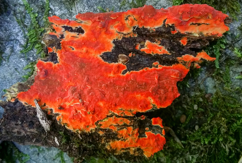 Representative image of Peniophoraceae