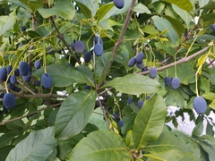 Chionanthus