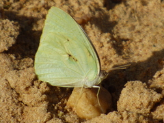 Catopsilia florella