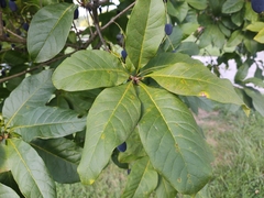 Chionanthus