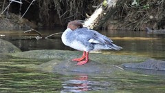 Mergus merganser