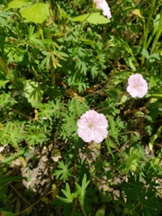 Geranium columbinum