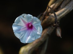 Ipomoea