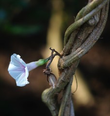 Ipomoea
