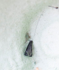 Mystacides azureus