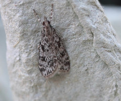 Eudonia truncicolella