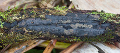 Annulohypoxylon stygium