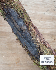 Annulohypoxylon stygium