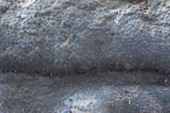 Annulohypoxylon stygium