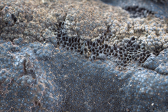 Annulohypoxylon stygium